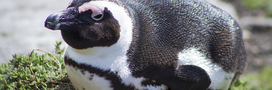 bettys_bay_places_to_eat_restaurant_on_the_edge_restaurant_penguin_1537526370_1559651804