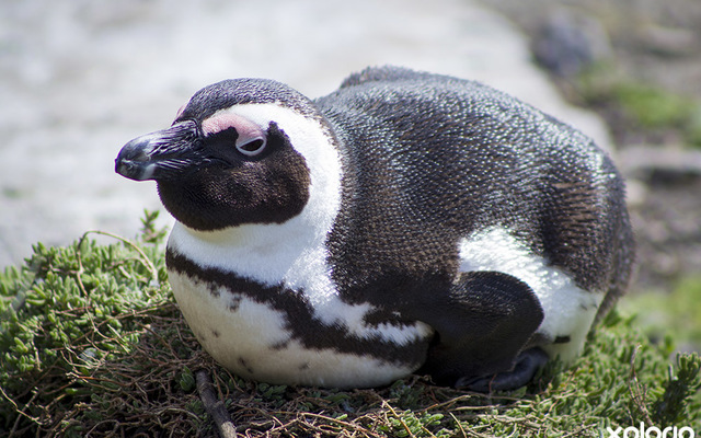 bettys_bay_places_to_eat_restaurant_on_the_edge_restaurant_penguin_1537526370_1559651804