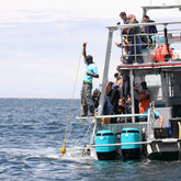 Bringing the great white closer than ever!