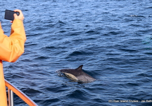 Welcome to Whale Season 2019....