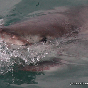 marine_dynamics_shark_tours_1_1559911820