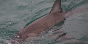 marine_dynamics_shark_tours_3_1559911821