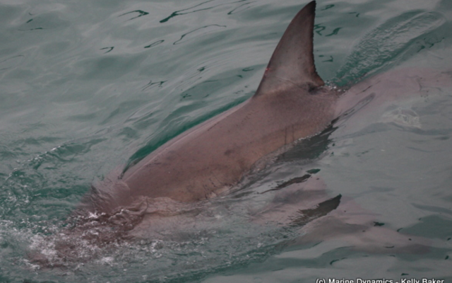 marine_dynamics_shark_tours_3_1559911821