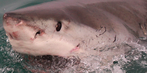 marine_dynamics_shark_tours_5_1559911823