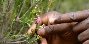 grootbos_private_nature_reserve_botanical_tour_3_1560236042