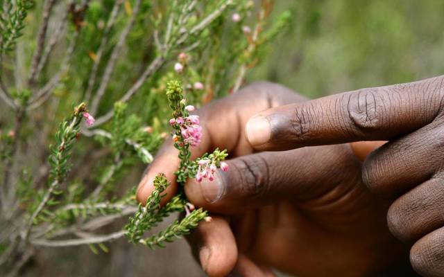 grootbos_private_nature_reserve_botanical_tour_3_1560236042