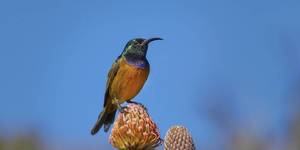 grootbos_private_nature_reserve_botanical_tour_4_1560236043