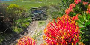 grootbos_private_nature_reserve_botanical_tour_5_1560236044
