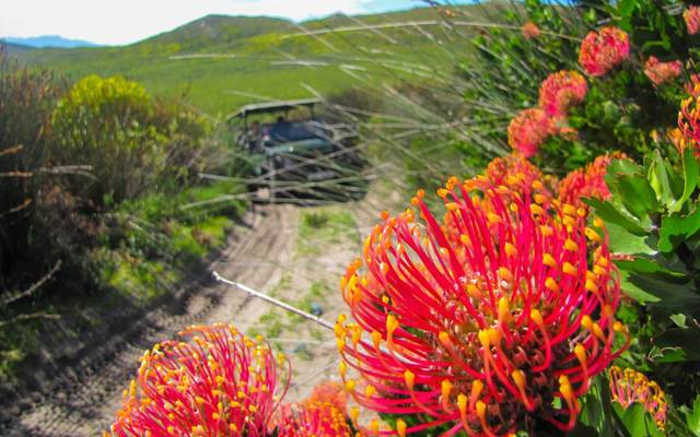 grootbos_private_nature_reserve_botanical_tour_5_1560236044