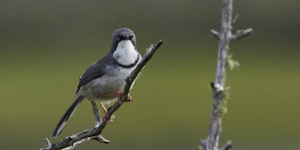 lady_stanford_river_cruise_bird_watching_1560237419