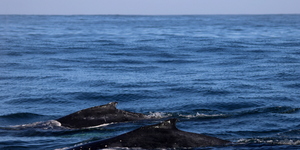 We also got to see two beautiful Humpback Whales and a brief sighting of a Southern Right Whales.