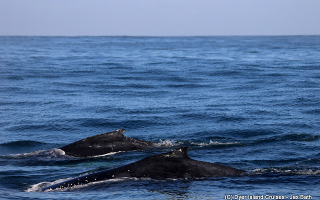 We also got to see two beautiful Humpback Whales and a brief sighting of a Southern Right Whales.