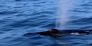 The Humpbacks gave us a super close encounterâ€¦