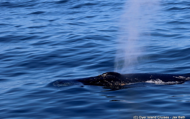 The Humpbacks gave us a super close encounterâ€¦