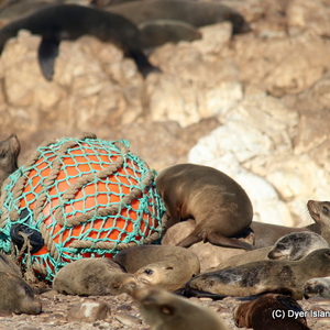 Look at this seal loving his ball.