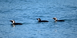 A nice look at our only endemic penguin species.