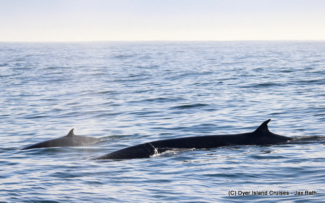 We started off our trip with a Brydes Whale and her beautiful baby.