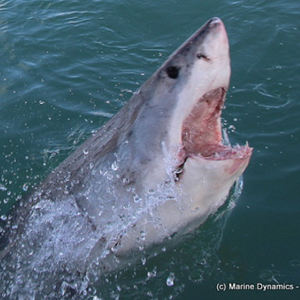 marine_dynamics_1_1561619939