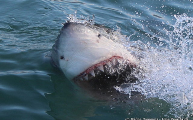 marine_dynamics_2_1561619939