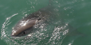 marine_dynamics_4_1561619941