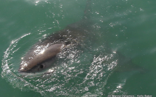 marine_dynamics_4_1561619941