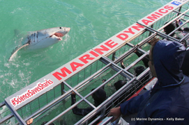 Daily Blog 26 June 2019 | Shark Diving in South Africa