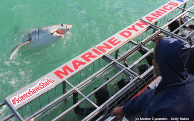 marine_dynamics_listing_1561619942