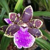 Orchid