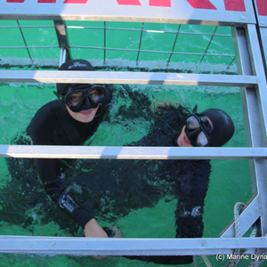 marine_dynamics_shark_tours_1_1562232883