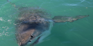 marine_dynamics_shark_tours_2_1562232884