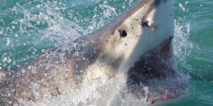 marine_dynamics_shark_tours_3_1562232885