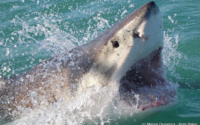 marine_dynamics_shark_tours_3_1562232885