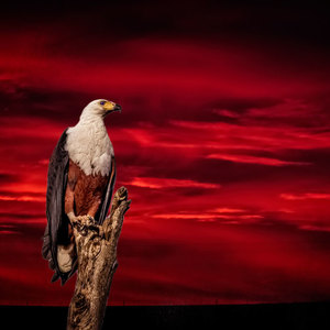 Napier - Herman van Bon Photography