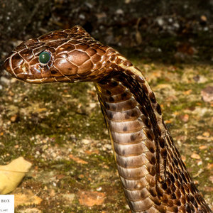 Napier - Herman van Bon Photography