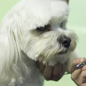 hermanus_animals_pet_care_grooming_canine_couture_careful_cutting_around_ears_1544798219_1562594488