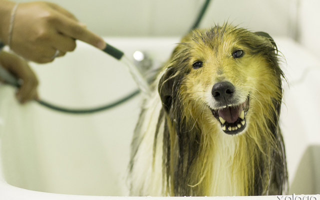 hermanus_animals_pet_care_grooming_canine_couture_happy_bathing_1544798322_1562594487
