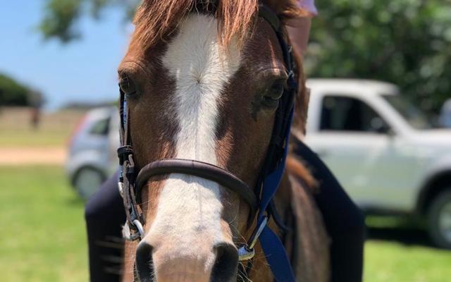 Bredasdorp - Pony Pals - Childrenâ€™s Parties