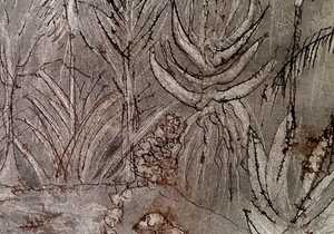 Sara Abott's Drawings Inspired by her Garden