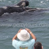 Hermanus - Percy Tours - Land Based Whale Watching Walking Tours