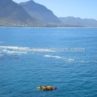 Hermanus - Percy Tours - Kayaking