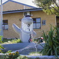 Gansbaai Academia - Mascot