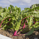 Gansbaai Academia - Nutrition Programme