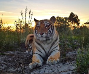 Meat Donations Needed!