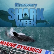 Shark Week 2019 ft. Marine Dynamics