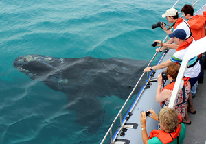 Whale Watching at Grootbos