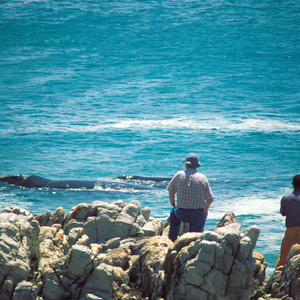 Gansbaai - Grootbos - Land Based Whale Watching