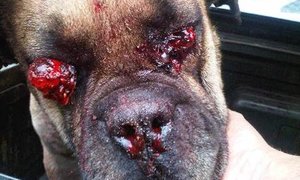 Honde-wreedaard hof toe