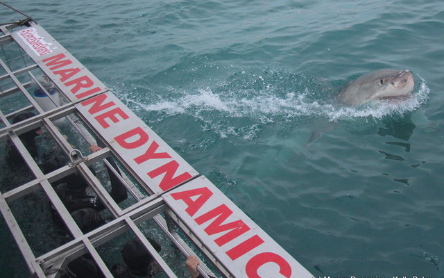 Gansbaai - Marine Dynamics - Shark Cage Diving