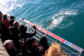 Daily Blog 04 August 2019 | Cage Diving South Africa