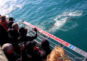 Daily Blog 04 August 2019 | Cage Diving South Africa